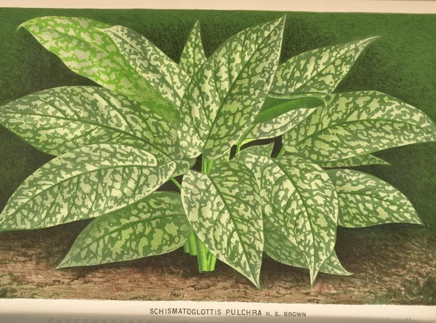 Plante schismatoglottis motleyana montrant ses caractéristiques typiques