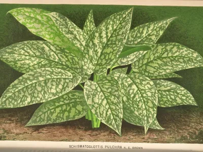 Image miniature schismatoglottis motleyana