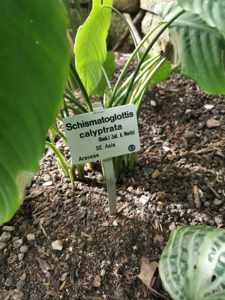 Plante schismatoglottis neoguineensis montrant ses caractéristiques typiques