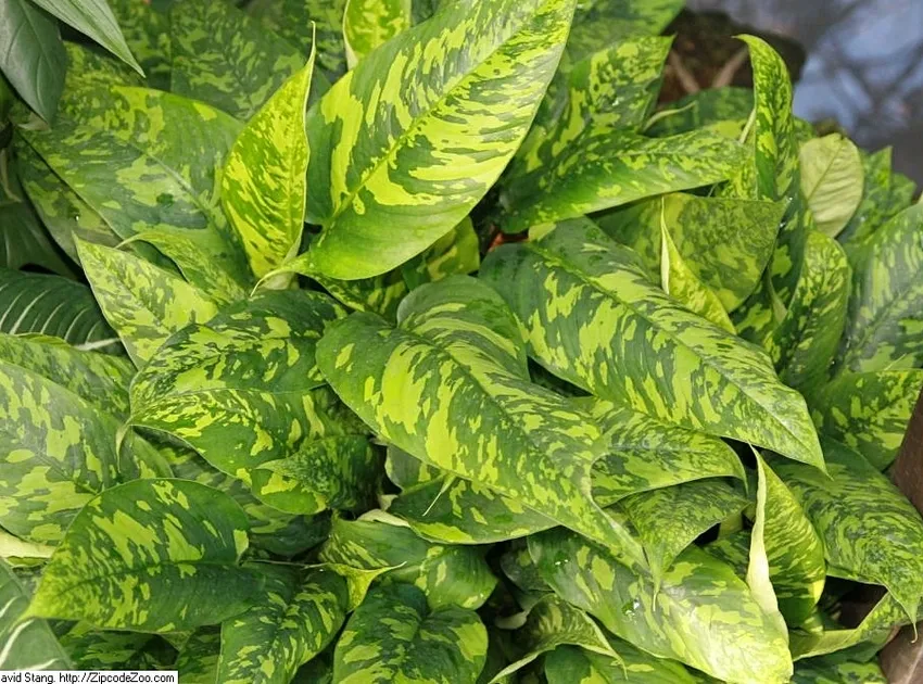 Plante schismatoglottis neoguineensis montrant ses caractéristiques typiques