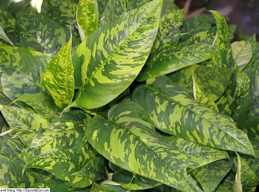Plante schismatoglottis neoguineensis montrant ses caractéristiques typiques