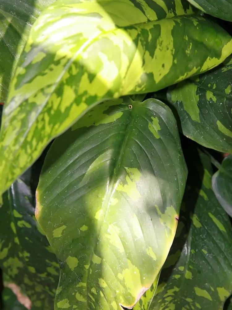 Plante schismatoglottis neoguineensis montrant ses caractéristiques typiques