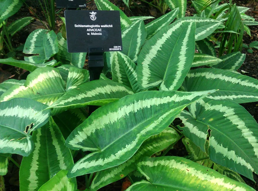 Plante schismatoglottis wallichii montrant ses caractéristiques typiques
