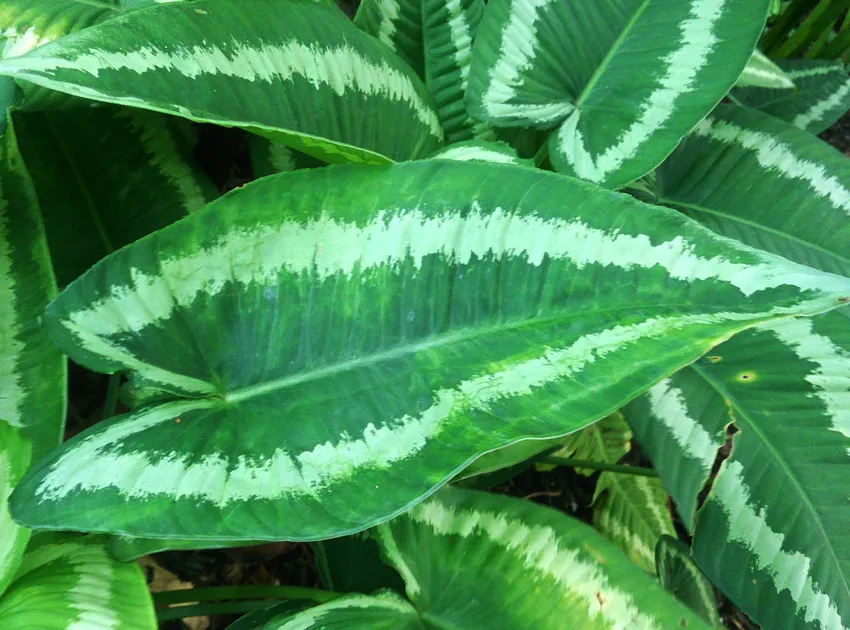 Plante schismatoglottis wallichii montrant ses caractéristiques typiques