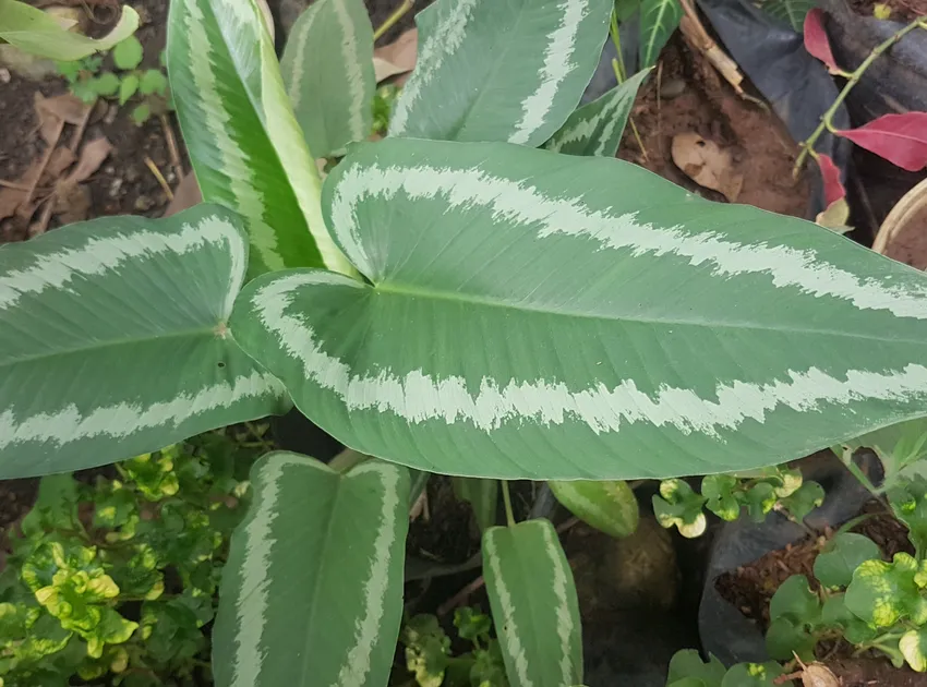 Plante schismatoglottis wallichii montrant ses caractéristiques typiques