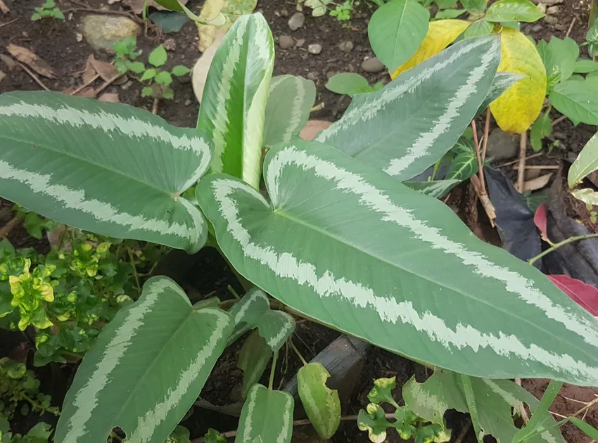 Plante schismatoglottis wallichii montrant ses caractéristiques typiques