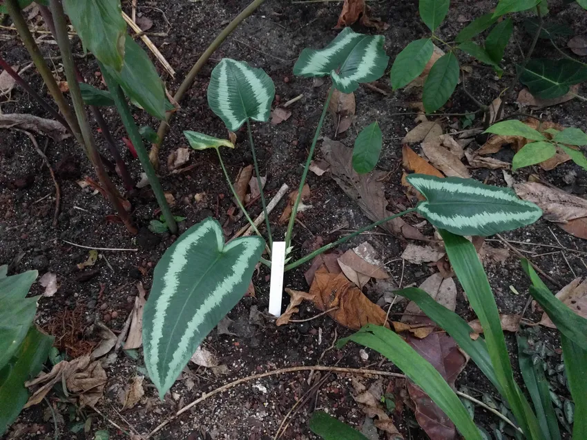 Plante schismatoglottis wallichii montrant ses caractéristiques typiques