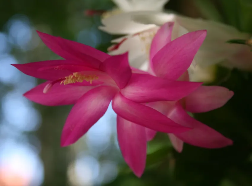 schlumbergera orssichiana plant showing characteristic features