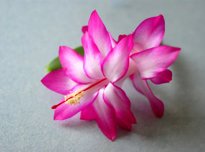 schlumbergera orssichiana plant showing characteristic features