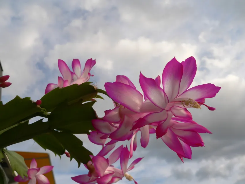 schlumbergera orssichiana plant showing characteristic features