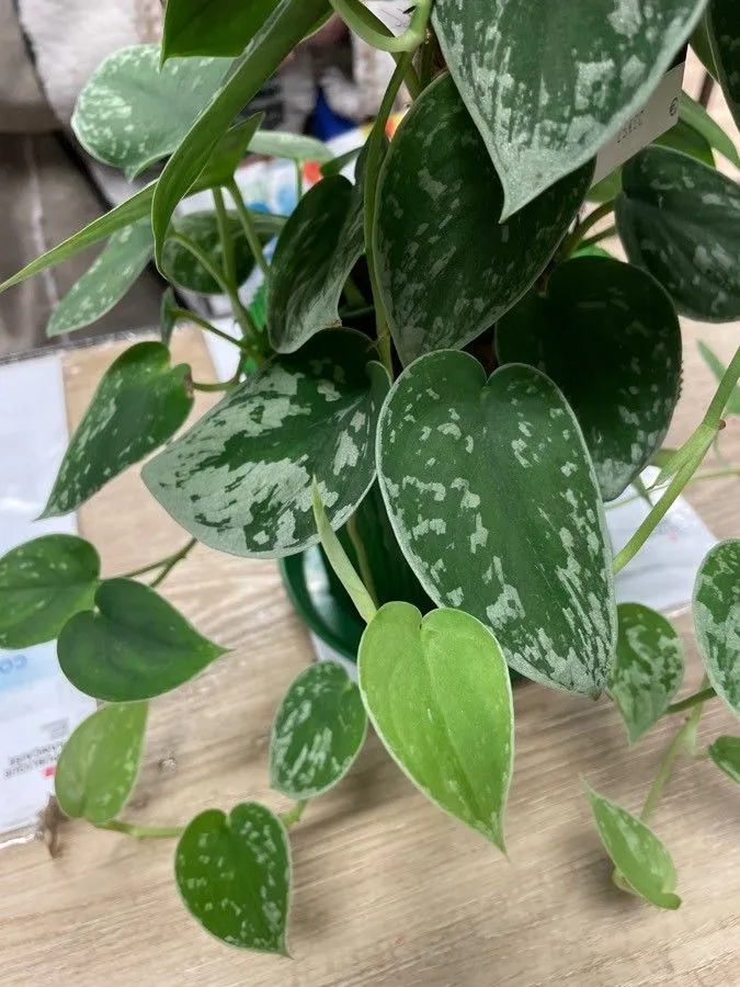 Plante scindapsus sylvery ann montrant ses caractéristiques typiques