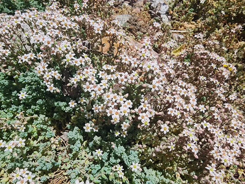 Plante sedum dasyphyllum montrant ses caractéristiques typiques