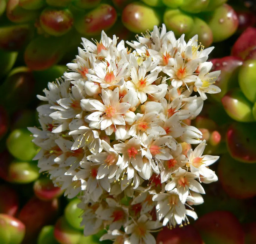 Plante sedum lucidum montrant ses caractéristiques typiques