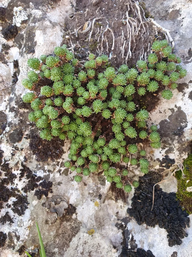 Plante sedum multiceps montrant ses caractéristiques typiques