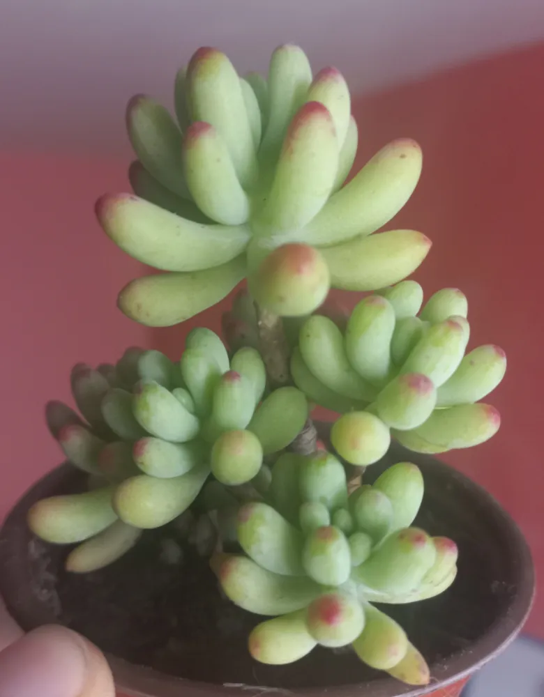 Plante sedum pachyphyllum montrant ses caractéristiques typiques