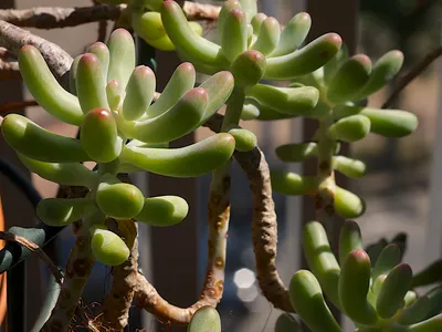 Image miniature sedum pachyphyllum