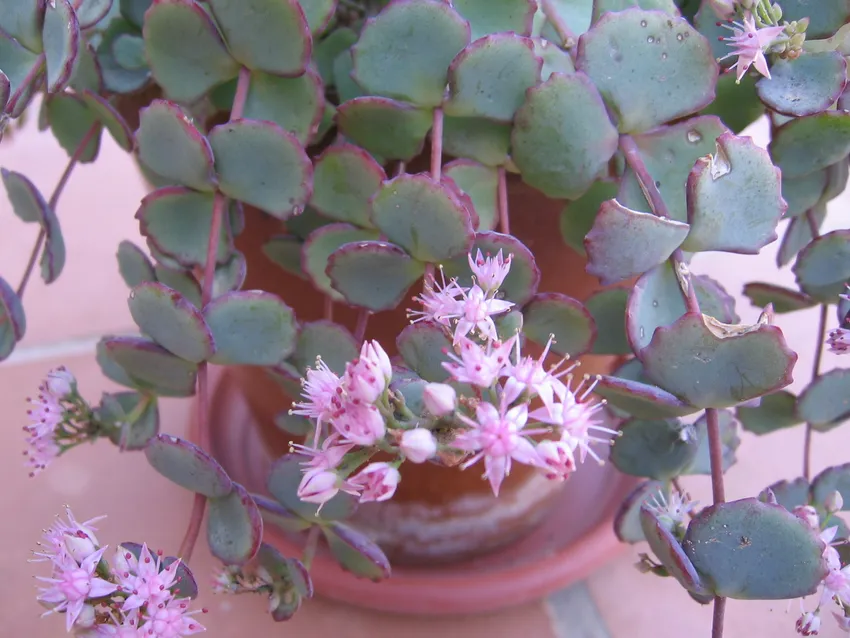 Plante sedum sieboldii montrant ses caractéristiques typiques