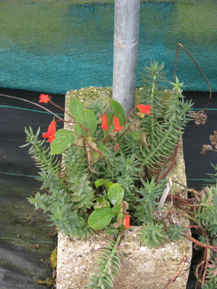 seemannia nematanthodes plant showing characteristic features