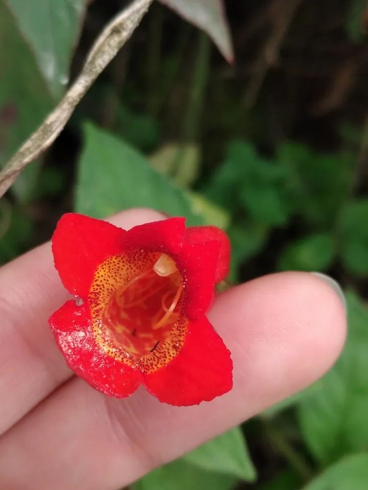 seemannia nematanthodes plant showing characteristic features