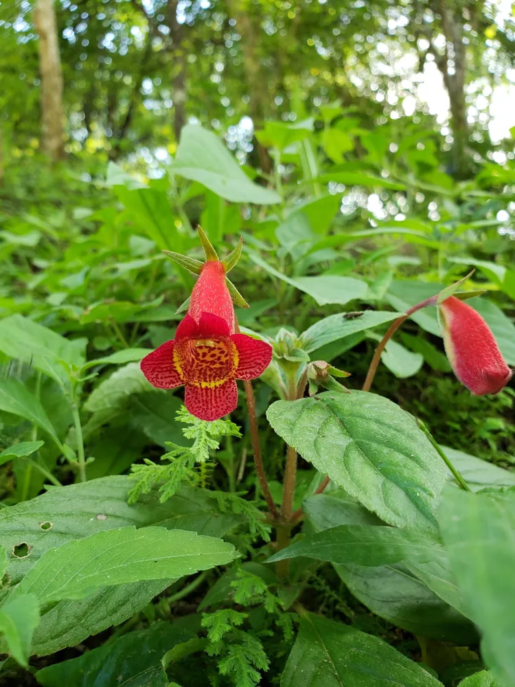 seemannia nematanthodes plant showing characteristic features