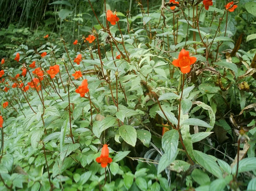 seemannia nematanthodes plant showing characteristic features