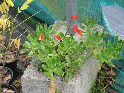 thumbnail seemannia nematanthodes