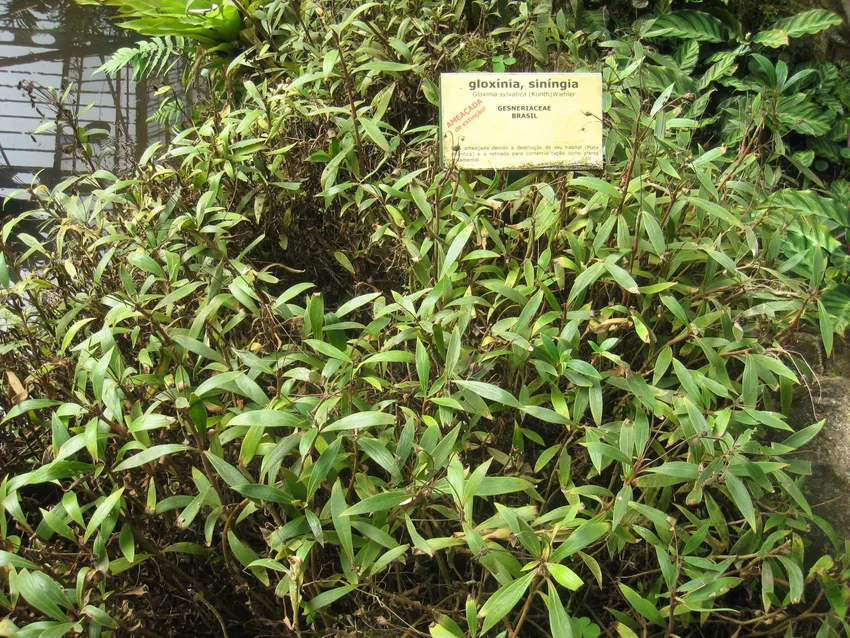 seemannia sylvatica plant showing characteristic features