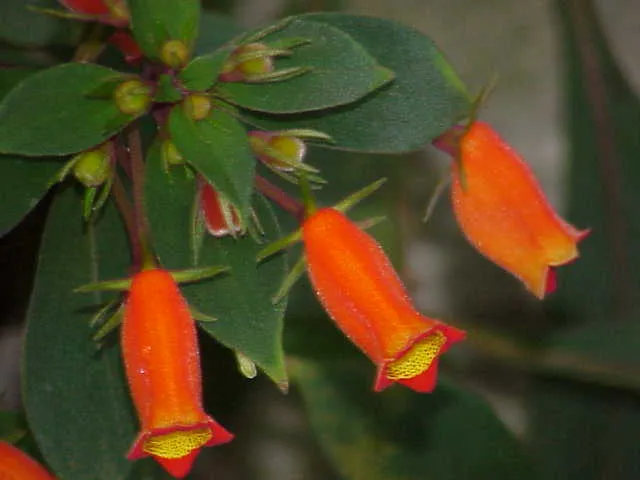 seemannia sylvatica plant showing characteristic features