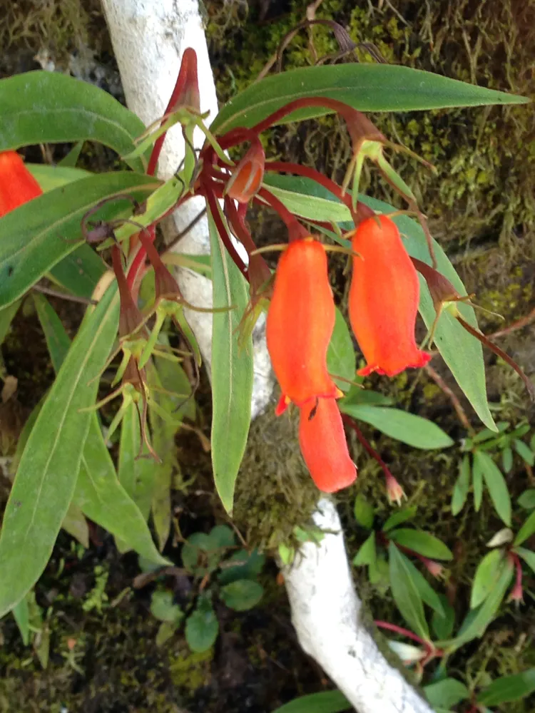 seemannia sylvatica plant showing characteristic features