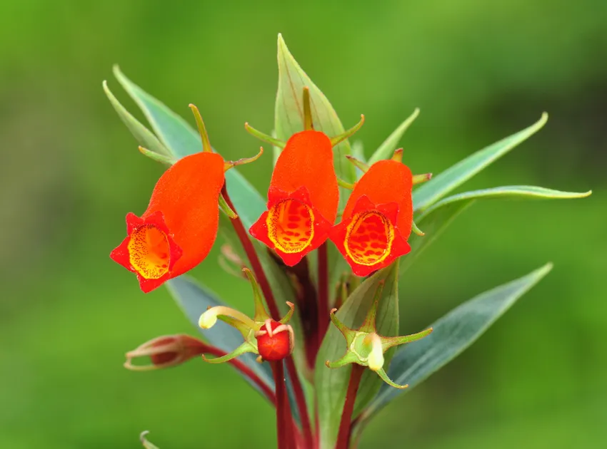 seemannia sylvatica plant showing characteristic features