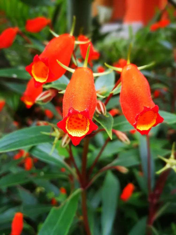 seemannia sylvatica plant showing characteristic features