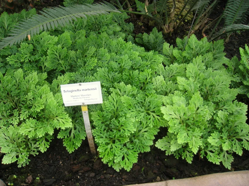 selaginella martensii plant showing characteristic features