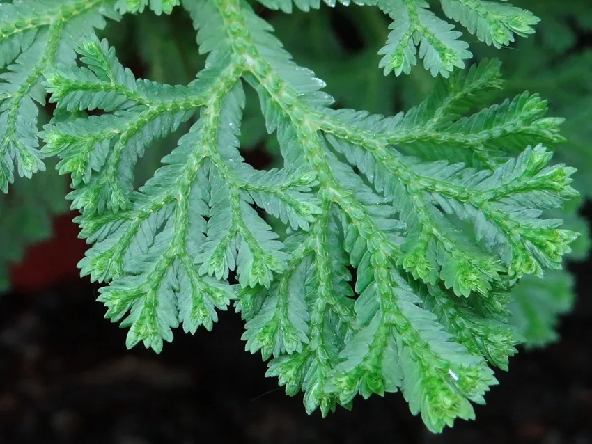 selaginella martensii plant showing characteristic features