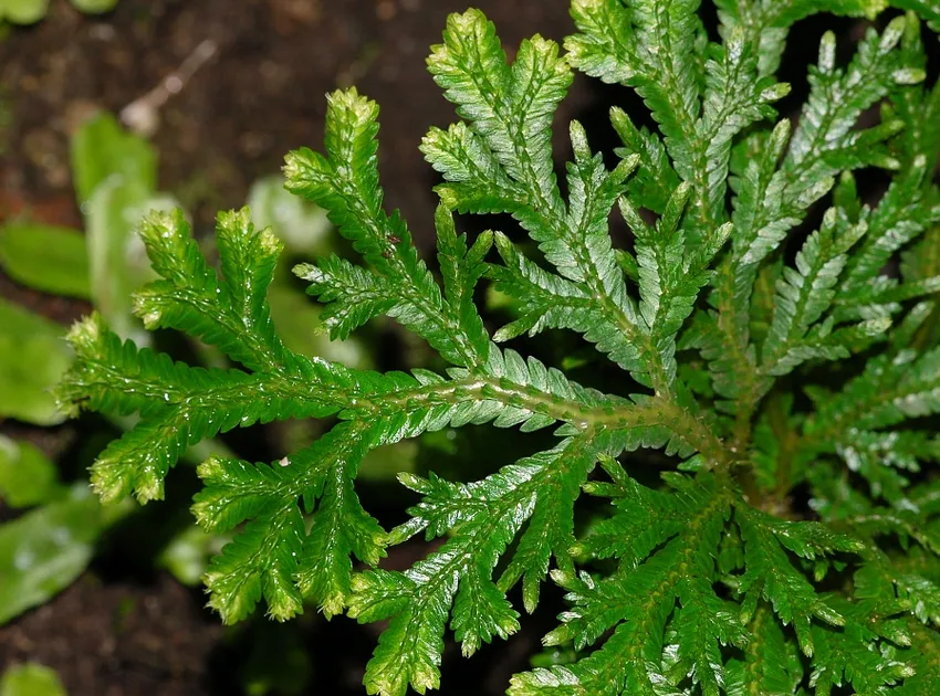 selaginella martensii plant showing characteristic features