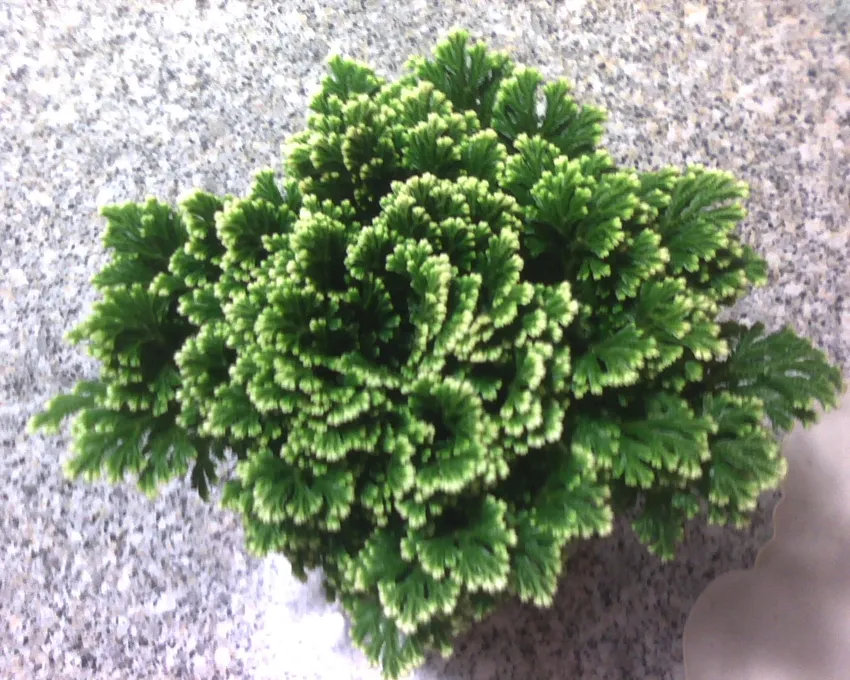 selaginella martensii plant showing characteristic features