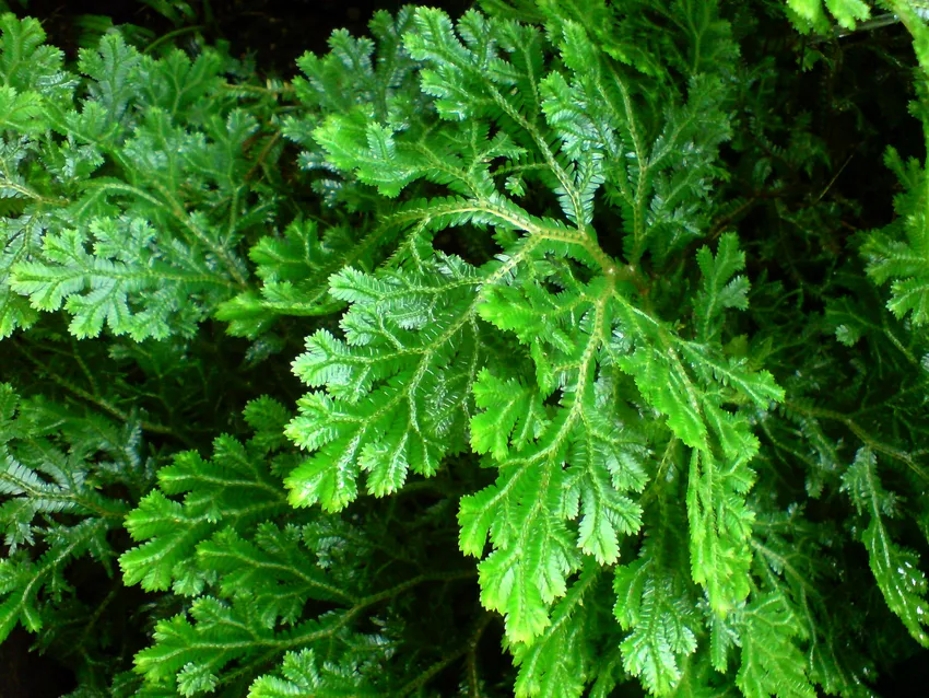 selaginella martensii plant showing characteristic features