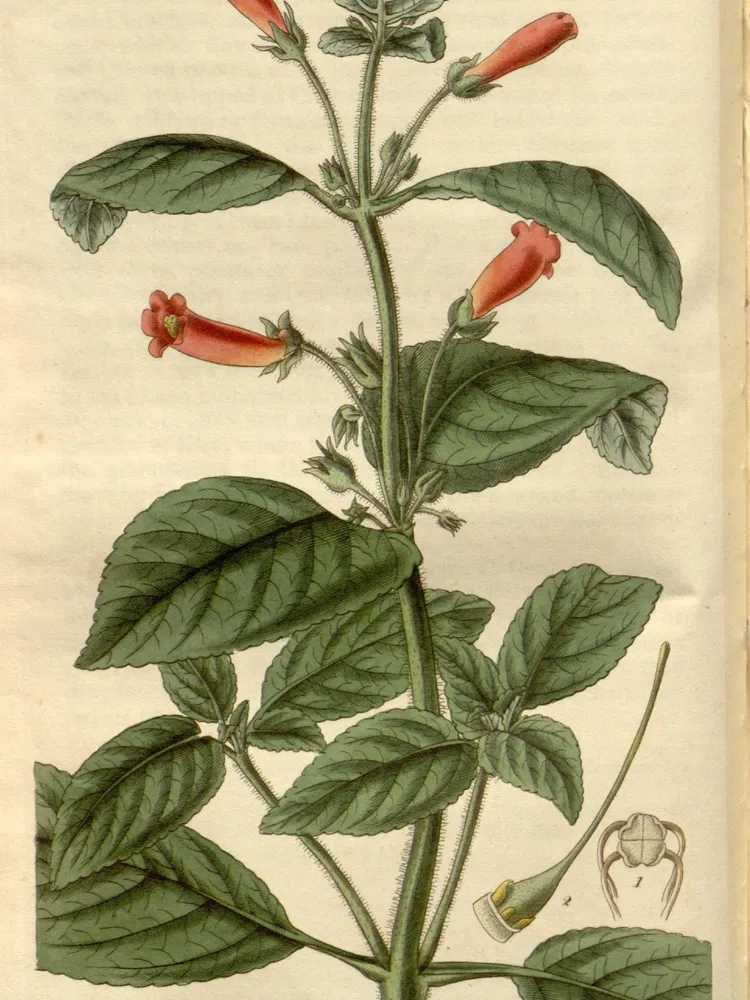 sinningia aggregata plant showing characteristic features