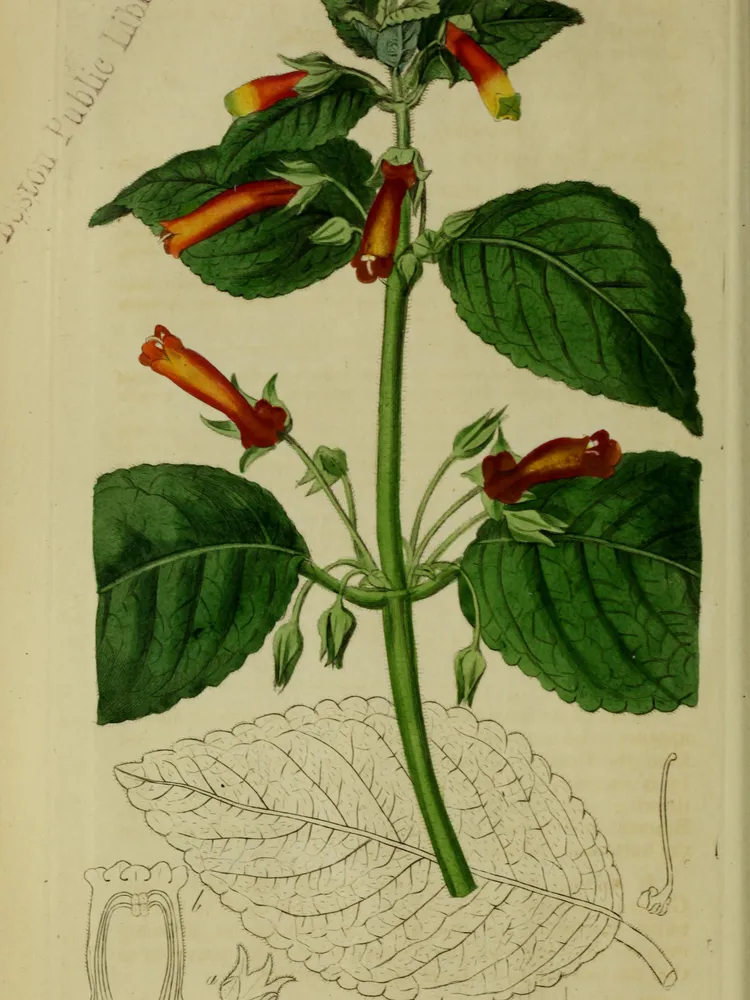 sinningia aggregata plant showing characteristic features