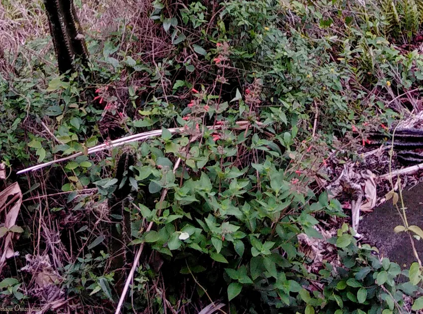 sinningia aggregata plant showing characteristic features