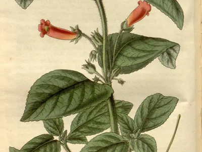 thumbnail sinningia aggregata