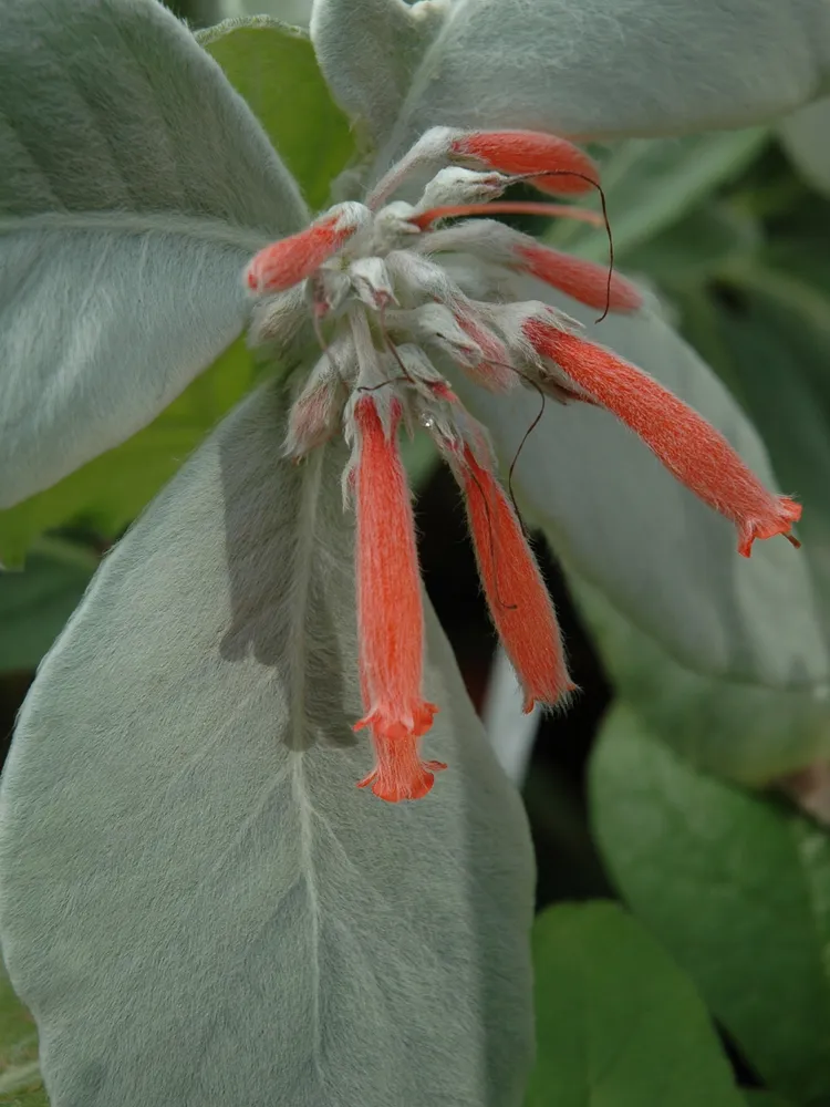 sinningia canescens plant showing characteristic features