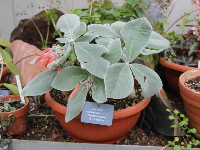 thumbnail sinningia canescens