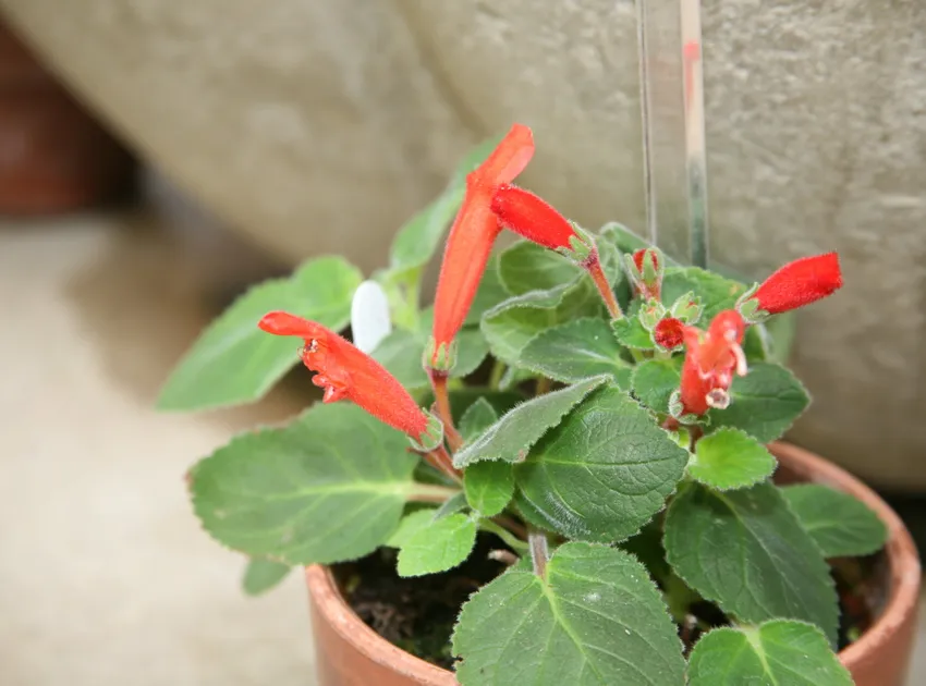 sinningia cardinalis plant showing characteristic features