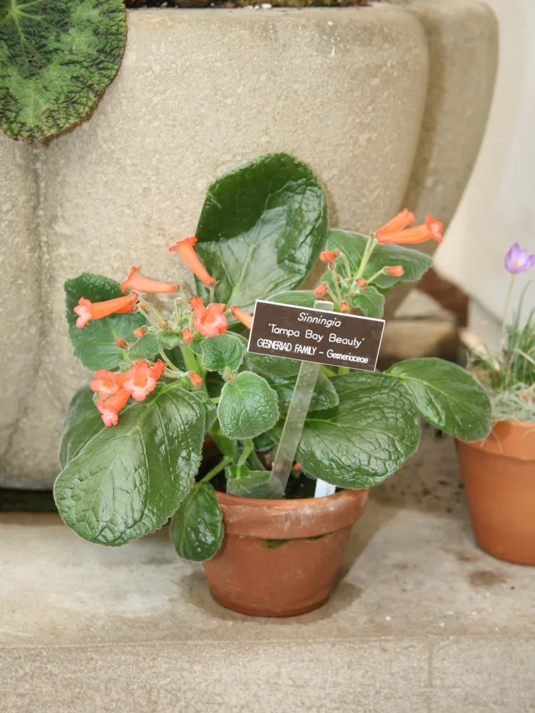 sinningia cardinalis plant showing characteristic features