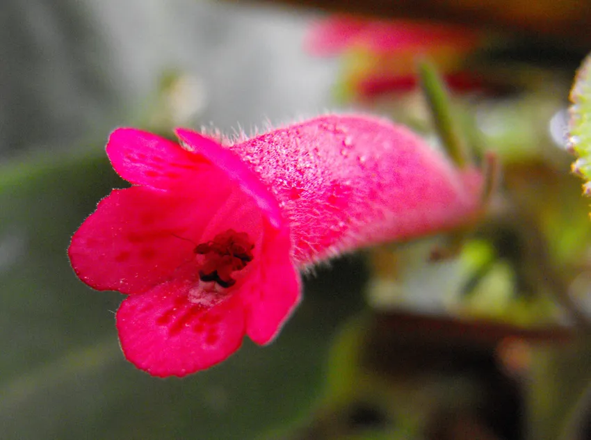 sinningia cardinalis plant showing characteristic features
