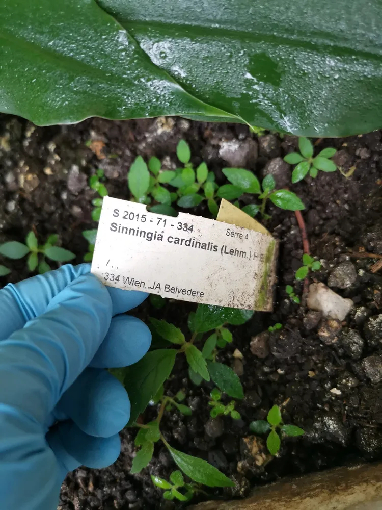 sinningia cardinalis plant showing characteristic features