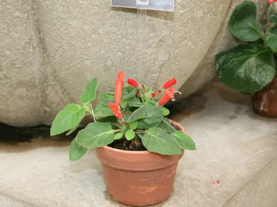 thumbnail sinningia cardinalis