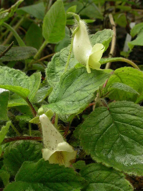 sinningia conspicua plant showing characteristic features