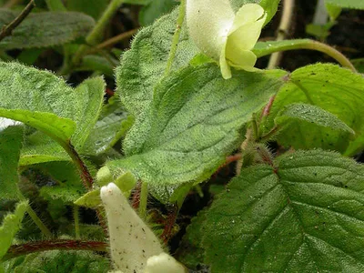 thumbnail sinningia conspicua