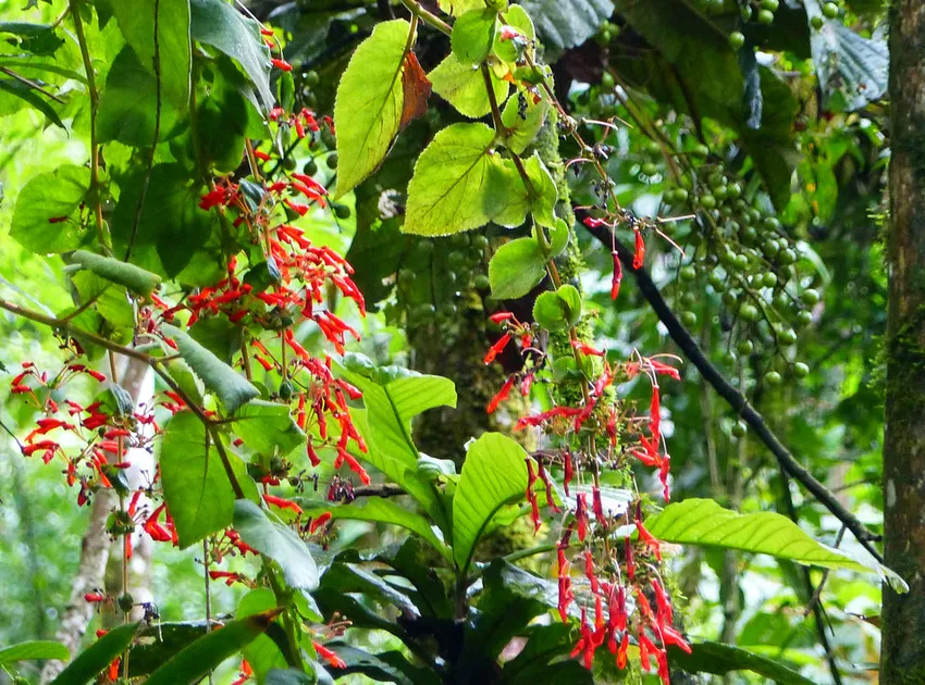 sinningia cooperi plant showing characteristic features